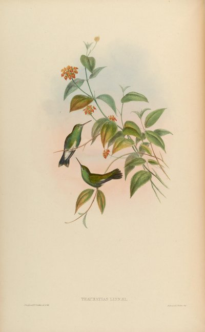 Amazilia fimbriata fimbriata by John Gould